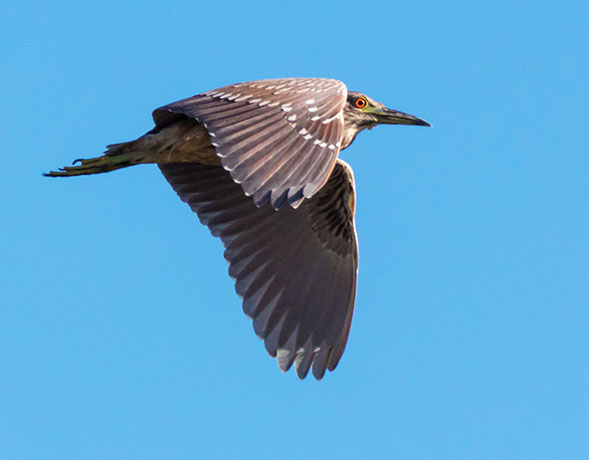 Black-crowned Night-Heron Nycticorax nycticorax 