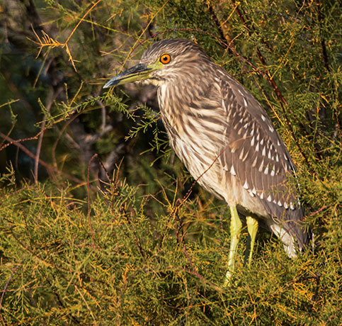 Black-crowned Night-Heron Nycticorax nycticorax 