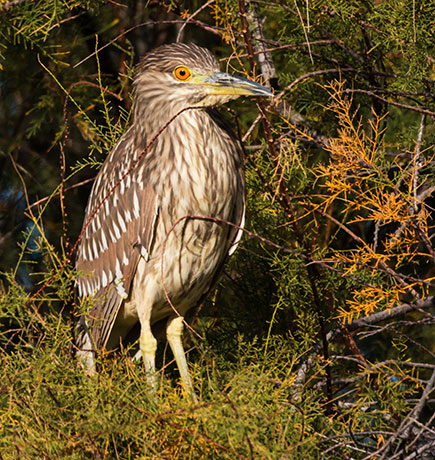 Black-crowned Night-Heron Nycticorax nycticorax 