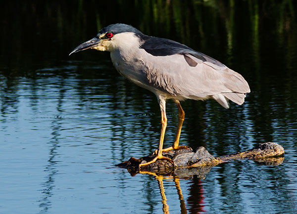 Black-crowned Night-Heron Nycticorax nycticorax 