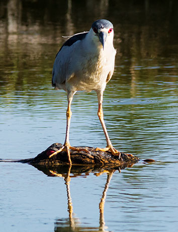 Black-crowned Night-Heron Nycticorax nycticorax 