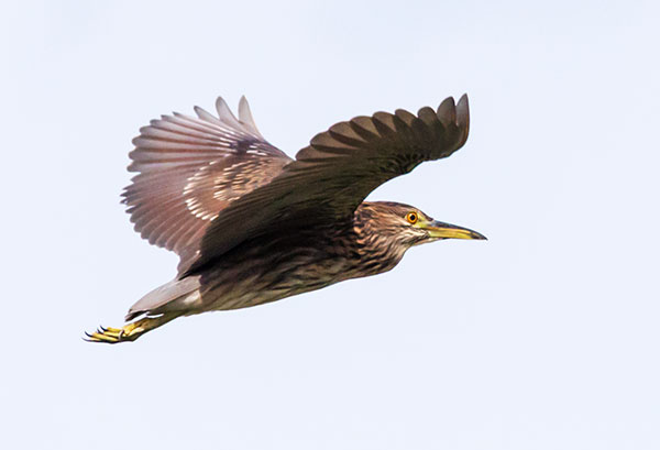 Black-crowned Night-Heron Nycticorax nycticorax 