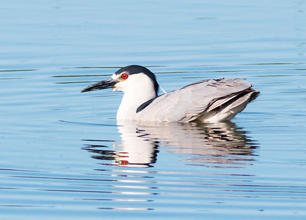Black-crowned Night-Heron Nycticorax nycticorax 