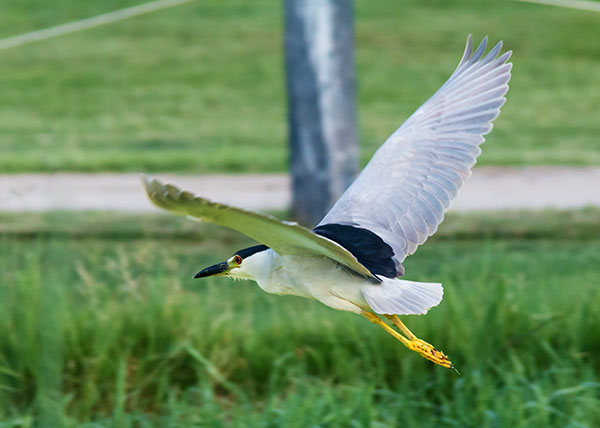 Black-crowned Night-Heron Nycticorax nycticorax 
