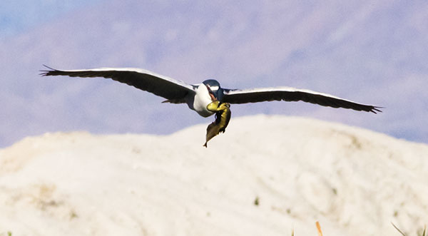 Black-crowned Night-Heron Nycticorax nycticorax 