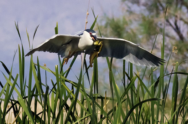 Black-crowned Night-Heron Nycticorax nycticorax 