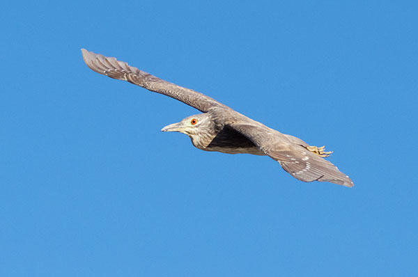 Black-crowned Night-Heron Nycticorax nycticorax 