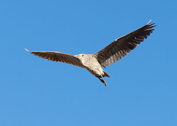 Black-crowned Night-Heron Nycticorax nycticorax 