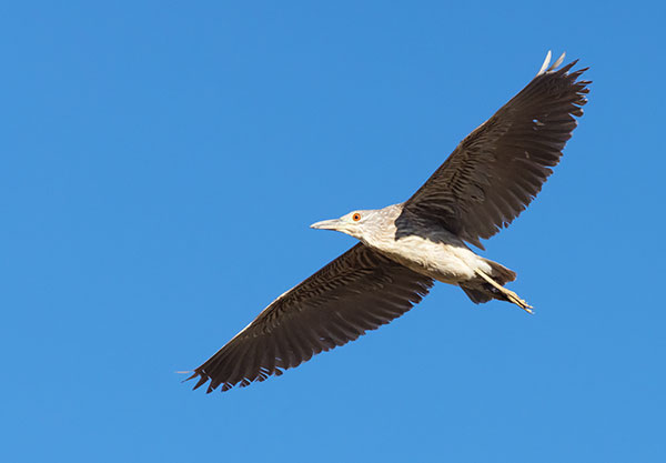 Black-crowned Night-Heron Nycticorax nycticorax 