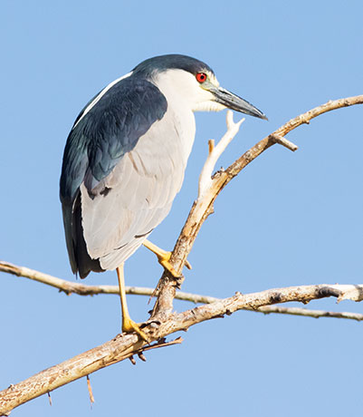 Black-crowned Night-Heron Nycticorax nycticorax 