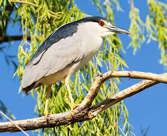 Black-crowned Night-Heron Nycticorax nycticorax 
