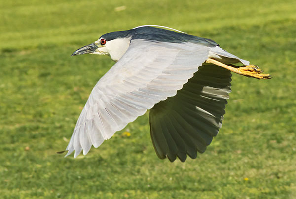 Black-crowned Night-Heron Nycticorax nycticorax 
