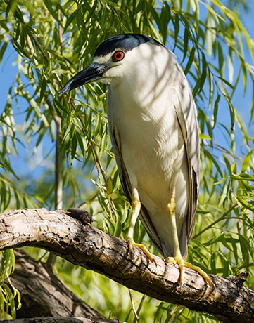 Black-crowned Night-Heron Nycticorax nycticorax 