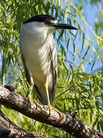Black-crowned Night-Heron Nycticorax nycticorax 