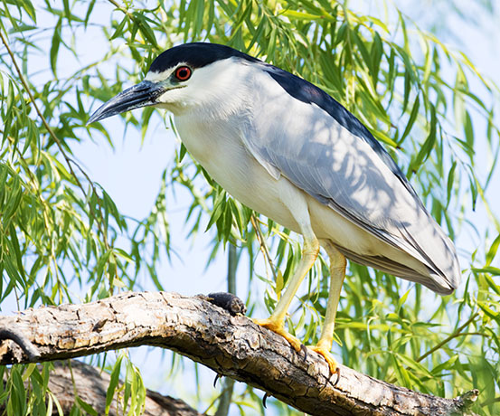 Black-crowned Night-Heron Nycticorax nycticorax 