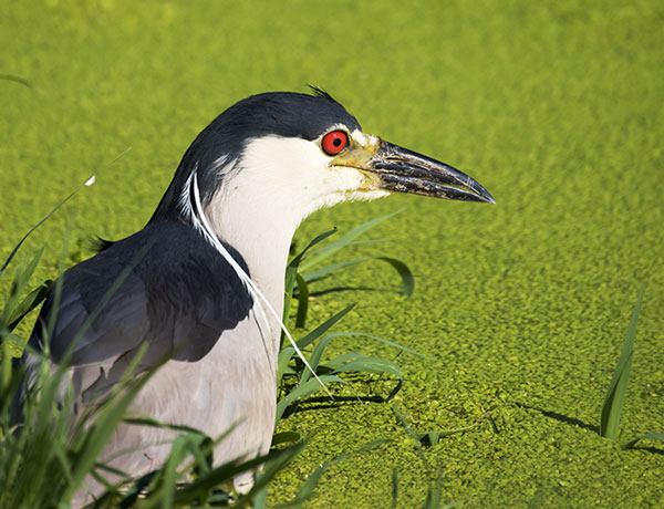 Black-crowned Night-Heron Nycticorax nycticorax 