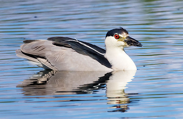 Black-crowned Night-Heron Nycticorax nycticorax 