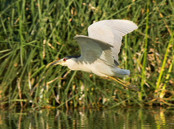 Black-crowned Night-Heron Nycticorax nycticorax 