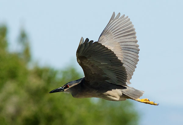 Black-crowned Night-Heron Nycticorax nycticorax 