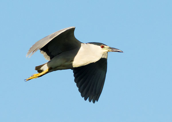 Black-crowned Night-Heron Nycticorax nycticorax 