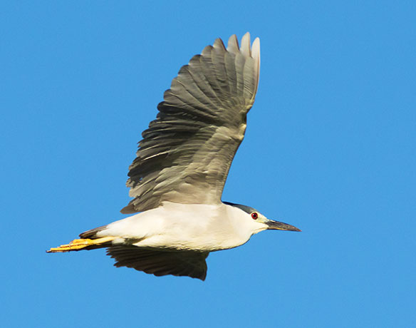 Black-crowned Night-Heron Nycticorax nycticorax 