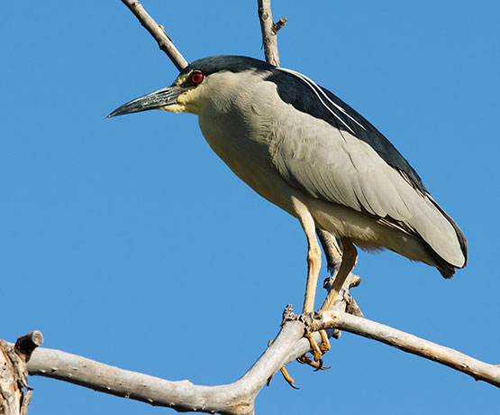 Black-crowned Night-Heron Nycticorax nycticorax 