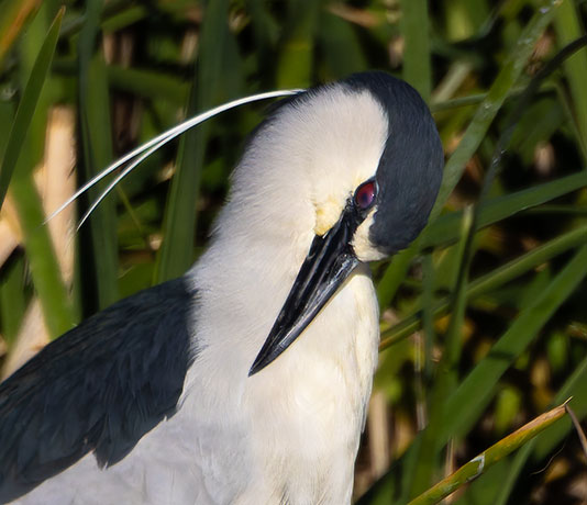 Black-crowned Night-Heron Nycticorax nycticorax 