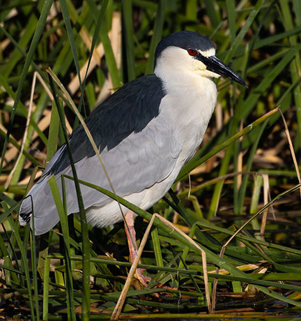 Black-crowned Night-Heron Nycticorax nycticorax 