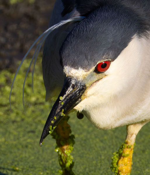 Black-crowned Night-Heron Nycticorax nycticorax 