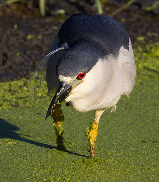 Black-crowned Night-Heron Nycticorax nycticorax 