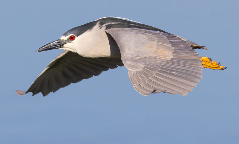 Black-crowned Night-Heron Nycticorax nycticorax 