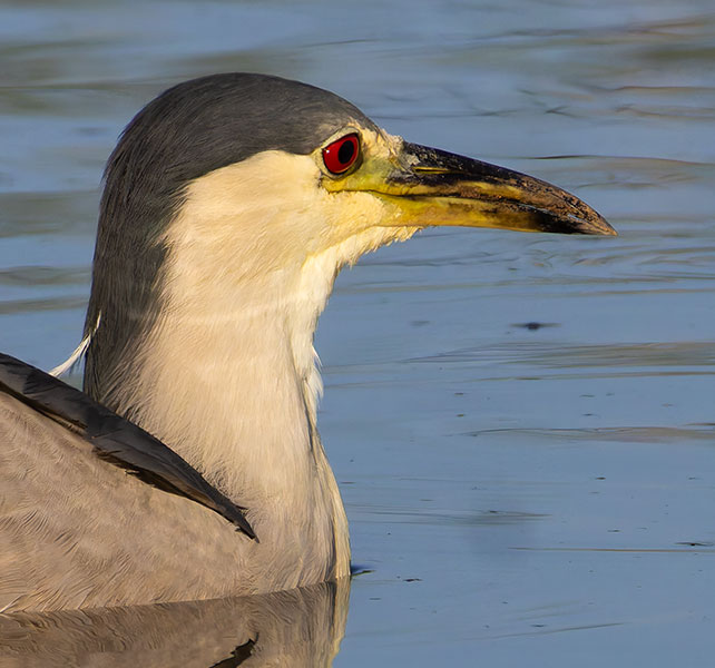 Black-crowned Night-Heron Nycticorax nycticorax 