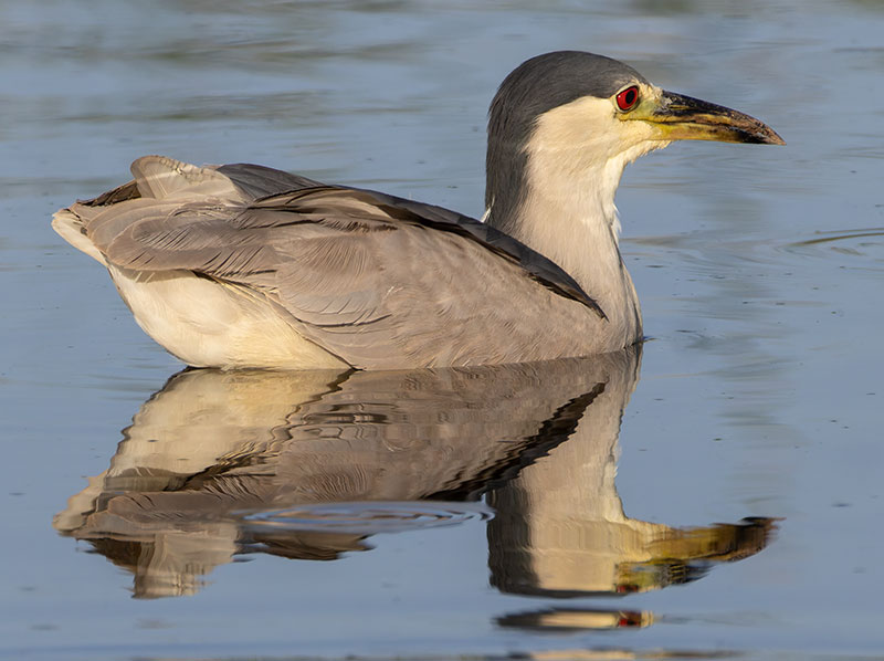 Black-crowned Night-Heron Nycticorax nycticorax 