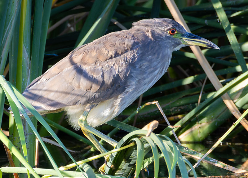 Black-crowned Night-Heron Nycticorax nycticorax 