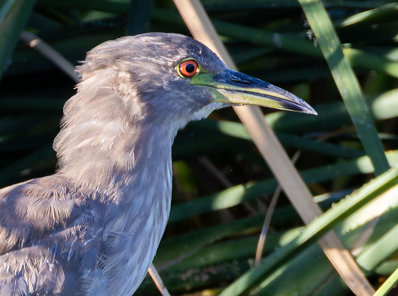 Black-crowned Night-Heron Nycticorax nycticorax 