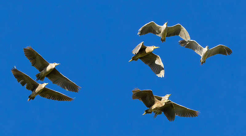Black-crowned Night-Heron Nycticorax nycticorax 