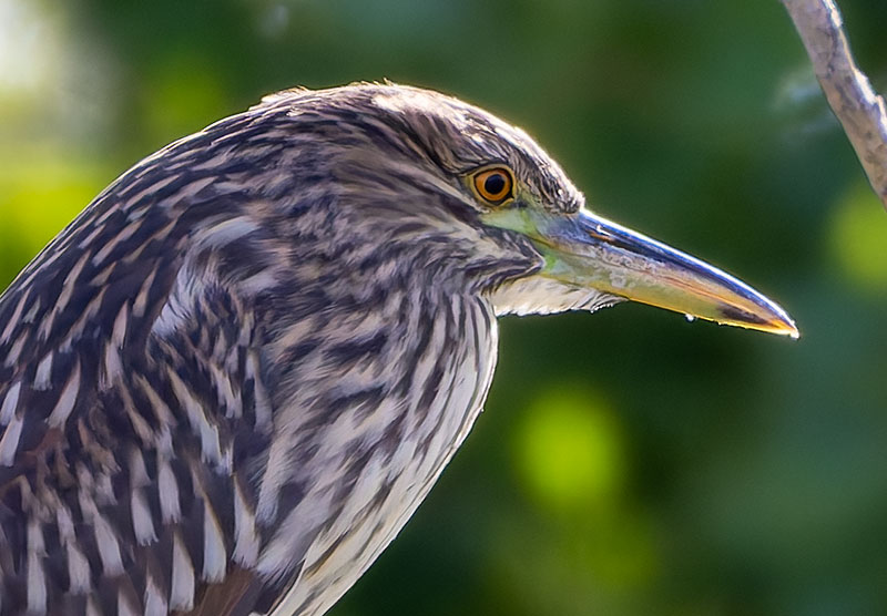 Black-crowned Night-Heron Nycticorax nycticorax 