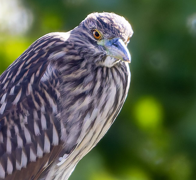 Black-crowned Night-Heron Nycticorax nycticorax 
