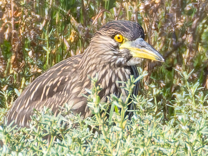 Black-crowned Night-Heron Nycticorax nycticorax 