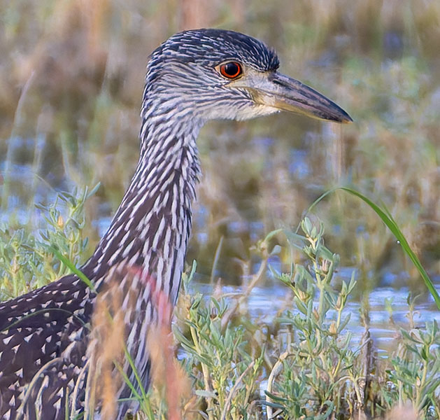 Yellow-crowned Night-Heron Nyctanassa violacea 