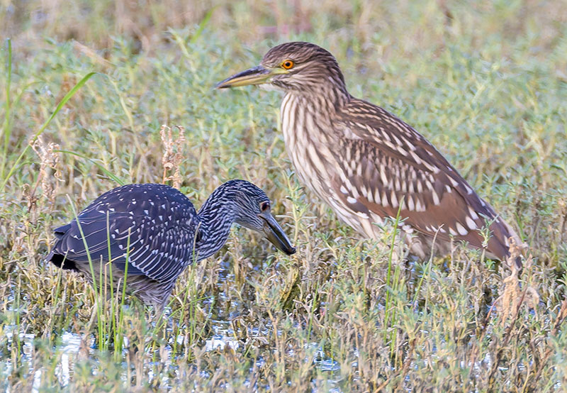 Yellow-crowned Night-Heron Nyctanassa violacea 
