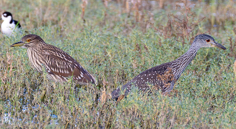 Yellow-crowned Night-Heron Nyctanassa violacea 