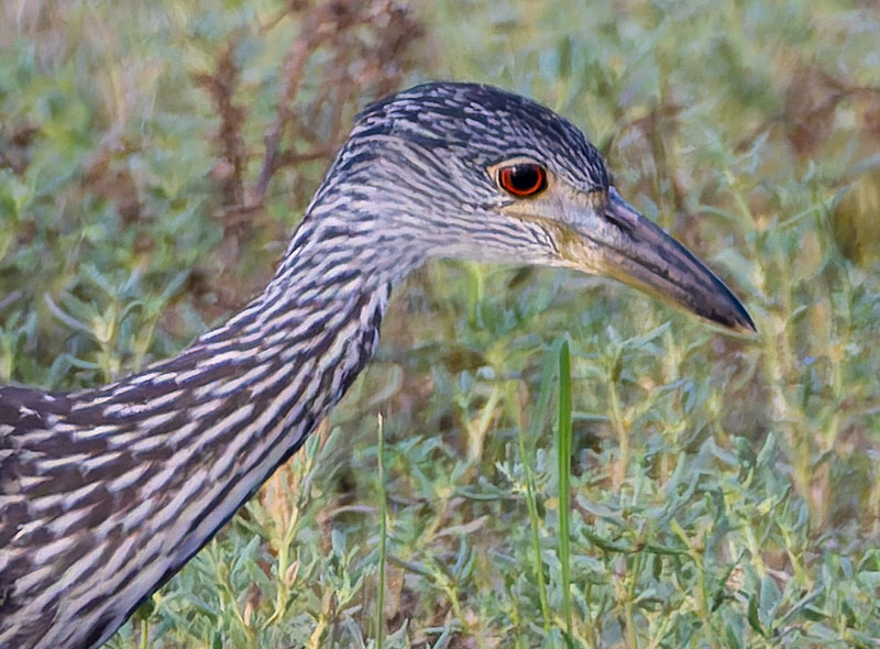 Yellow-crowned Night-Heron Nyctanassa violacea 