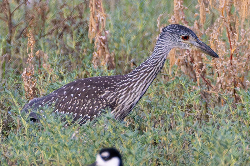 Yellow-crowned Night-Heron Nyctanassa violacea 