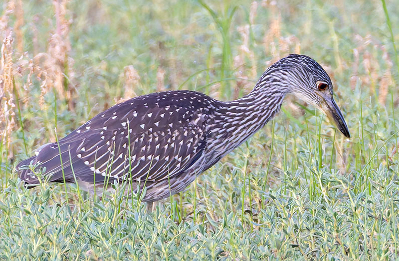 Yellow-crowned Night-Heron Nyctanassa violacea 
