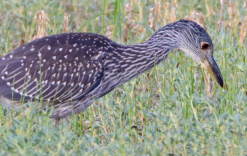 Yellow-crowned Night-Heron Nyctanassa violacea 