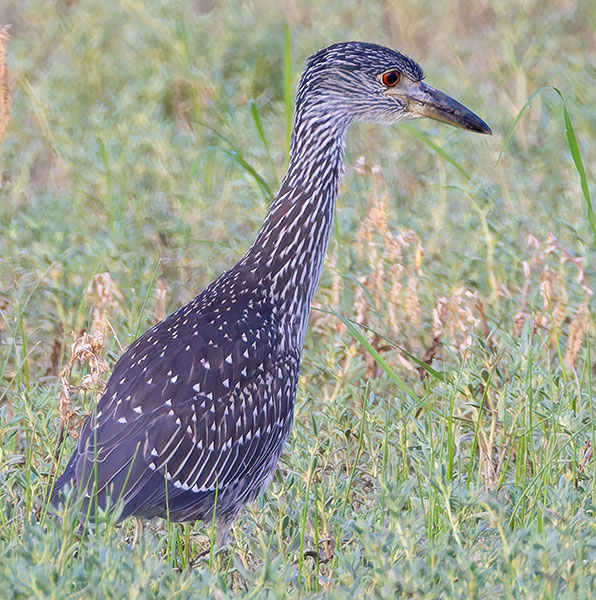 Yellow-crowned Night-Heron Nyctanassa violacea 