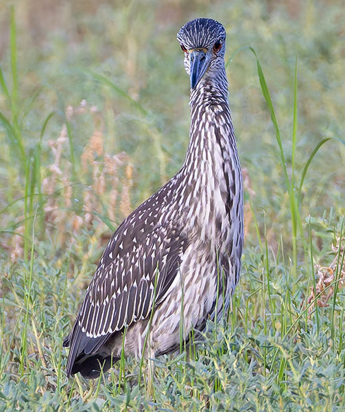 Yellow-crowned Night-Heron Nyctanassa violacea 