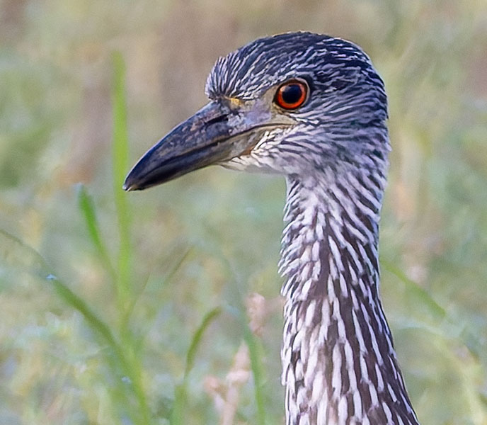 Yellow-crowned Night-Heron Nyctanassa violacea 