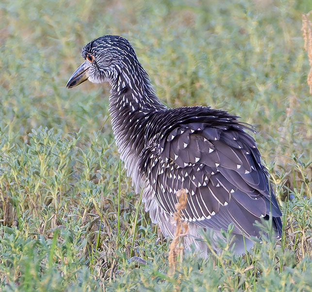 Yellow-crowned Night-Heron Nyctanassa violacea 